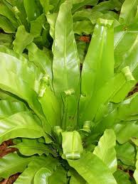 Image result for Aspleniaceae