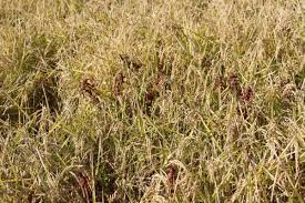 Image result for Bergia capensis