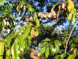 Image result for Pteleopsis anisoptera