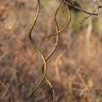 Image result for Stereospermum kunthianum