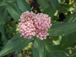 Image result for Asclepias albens