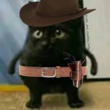 Browse 42 cat cowboy hat stock photos and images available, or start a new search to explore more stock photos and images. Cats And Cowboy Hats Cowboycats Twitter