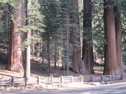 You can make reservations for campgrounds in the national parks, in sequoia national forest and other locations administered by the u.s. Dorst Creek Campground Sequoia And Kings Canyon National Park Sequoia Kings Canyon National Parks Recreation Gov