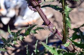 Image result for Sonchus wilmsii