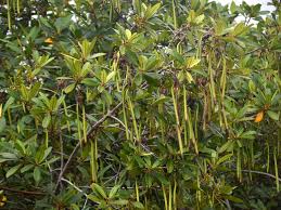 Image result for Rhizophora racemosa