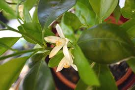 When packed into a pot, garden soil may hinder air flow. Potted Orange Tree Care