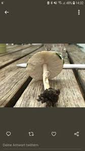 Knollenblatterpilz Oder Doch Ein Anderer Pilz Garten Natur Pilze