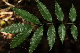 Image result for Zanha africana