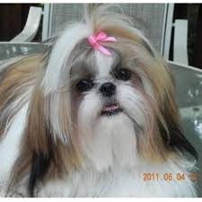 The shorter cut is typically called a puppy cut6 or a teddy bear cut when the puppy cut is accompanied by a fuller, rounder face, resembling a cute and cuddly stuffed animal. Shih Tzu Rescue Nc Petfinder