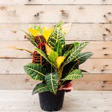 Image result for Croton