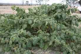 Image result for Solanum viarum