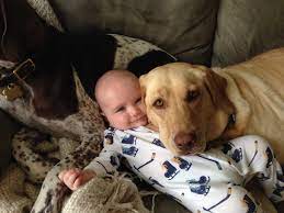 Dog Cuddling A Baby Imgur