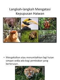 Secara tidak langsung, kepekaan manusia terhadap kelangsungan hidup flora dan fauna sangatlah rendah. Langkah Langkah Mengatasi Kepupusan Haiwan