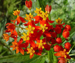 Image result for Asclepias curassavica