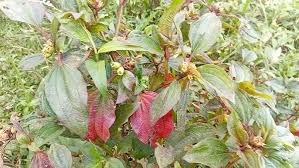 Image result for Tristemma