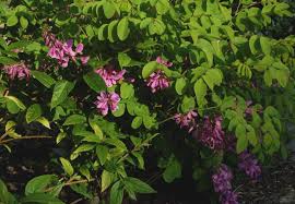 Image result for Indigofera kirkii