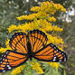 Monarch Migration Festival