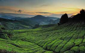 Check spelling or type a new query. Copthorne Hotel Cameron Highlands 2020 Best Hotel In Cameron Highland