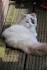 Colors and varietes of Ragdoll Breed - Ragdolls Cattery Faelis