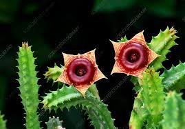 The scent attracts flies and other insects, which pollinate the blooms. Huernia Cactus Stock Image B620 0546 Science Photo Library