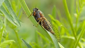 Sie suchen nach zikaden in ? Reiserecht Keine Minderung Wegen Zirpender Zikaden