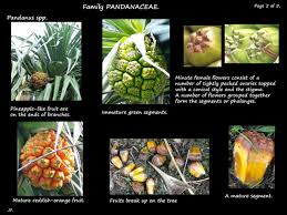Image result for Pandanus sp. B