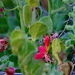 Image result for Kalaharia uncinata