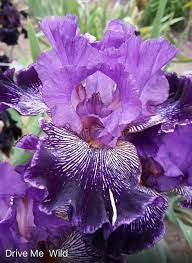 Drive Me Wild Purple Flowers Garden Iris Flowers Iris Garden