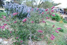 Image result for Hygrophila okavangensis