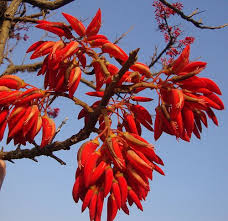 Image result for Erythrina falcata