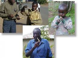 Image result for Mondia ecornuta