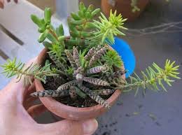 Mother Of Thousands Or Mother Of Millions Succulent Plant Care