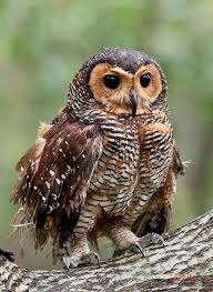 Pin On Owls