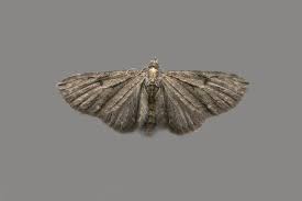 Image result for Eupithecia tripunctaria