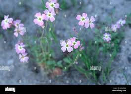 Image result for Malcolmia maritima