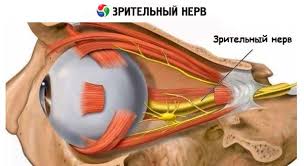 Este util sa se faca tomografie de nerv optic periodic, pentru a se putea testa eficienta acestui tratament. Metode De Examinare A Nervului Optic Competent Despre SÄnÄtate Pe Ilive