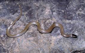 Maybe you would like to learn more about one of these? Smith S Black Headed Snake Tucson Herpetological Society