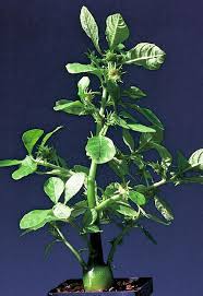 Image result for Dorstenia buchananii