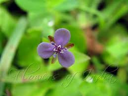 Image result for Murdannia semiteres