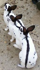 Black And White Spotted Rabbit Breeds English Spot Black Ears Spots And Black Line Down The Back Kaninchen Baby Kaninchen Lustiger Hase