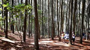 Hutan pinus gunung pancar adalah pilihan untuk refreshing akhir pekan di sekitar bogor. Little Thots Hutan Pinus Jogja Part 1 2