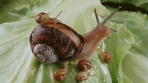 Resultado de imagen de caracoles