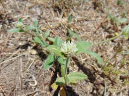 Image result for Gomphrena celosioides