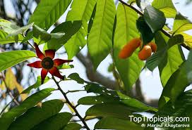 Image result for Uvaria