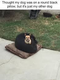 Funny Small Dogs Make Big Dog His Pillow Funny Animal Pictures Cute Animals Funny Animals