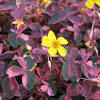 Description and images of oxalis bulbocastanum (vinagrillo , papa chiñaque), a native chilean plant, provided by the supplier of native exotic chilean seeds and organizer of plant watching. 1