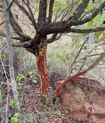 Image result for Brackenridgea zanguebarica