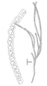 Image result for Securidaca welwitschii