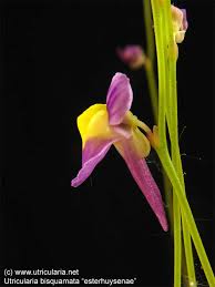Image result for Utricularia welwitschii