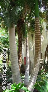 Image result for Roystonea oleracea